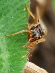 Lasius neoniger