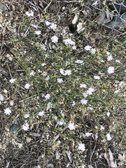 Stephanomeria diegensis