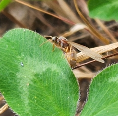 Lasius neoniger