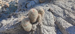 Mammillaria dioica dioica
