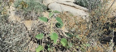 Horsfordia newberryi