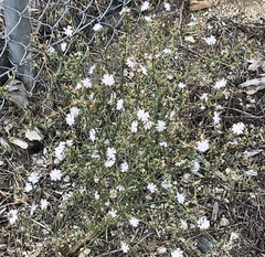 Stephanomeria diegensis