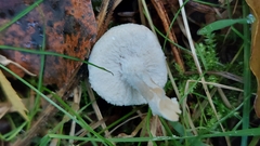 Cystoderma amianthinum
