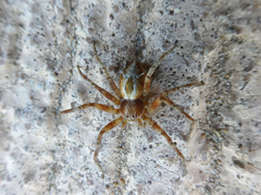 Celerrimus duffeyi