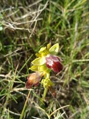 Ophrys fusca