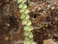 Calypogeia
