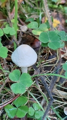Cystoderma amianthinum