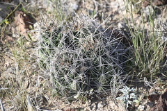 Coryphantha macromeris