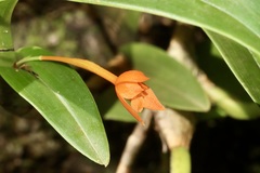 Maxillaria inflexa