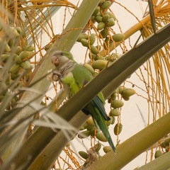 Myiopsitta monachus
