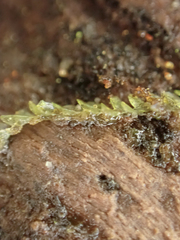 Calypogeia