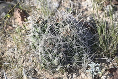 Coryphantha macromeris