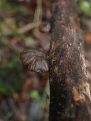 Anthracophyllum archeri