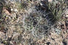 Coryphantha macromeris