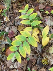 Streptopus lanceolatus