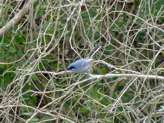 Polioptila dumicola