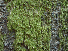Pseudotaxiphyllum elegans
