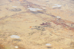 Tetractenos glaber