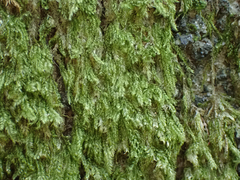 Pseudotaxiphyllum elegans