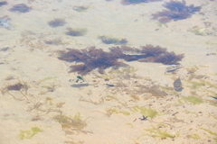 Tetractenos glaber