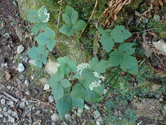 Phytomyza tiarellae