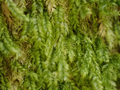 Pseudotaxiphyllum elegans