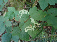 Phytomyza tiarellae