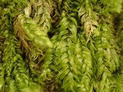 Pseudotaxiphyllum elegans