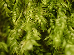 Pseudotaxiphyllum elegans