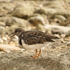 Arenaria interpres