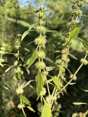 Chaiturus marrubiastrum