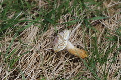 Hypomyces microspermus