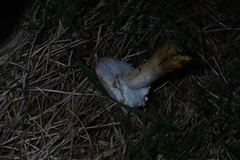 Hypomyces microspermus