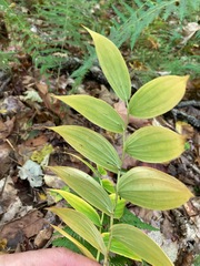 Streptopus lanceolatus