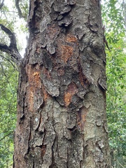 Flindersia australis