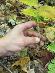 Streptopus lanceolatus