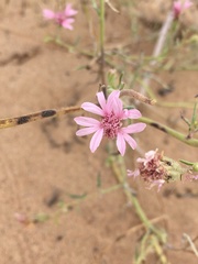 Palafoxia sphacelata