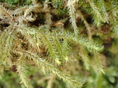 Rhytidiadelphus loreus