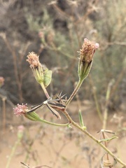 Palafoxia sphacelata