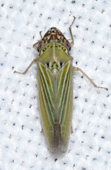 Xyphon reticulatum