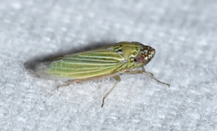 Xyphon reticulatum