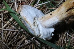 Hypomyces microspermus