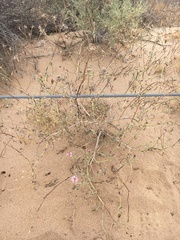 Palafoxia sphacelata