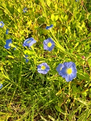 Ipomoea cardiophylla