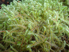 Rhytidiadelphus loreus