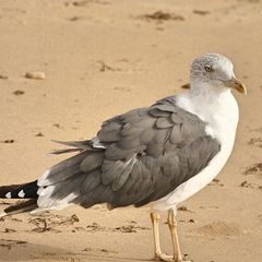 Larus fuscus
