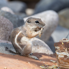 Ammospermophilus leucurus