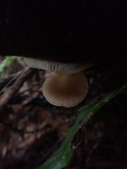 Pluteus