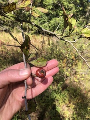 Crataegus punctata
