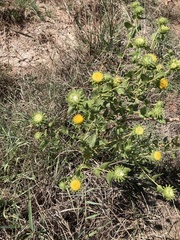 Grindelia nuda